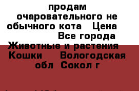 продам очаровательного не обычного кота › Цена ­ 7 000 000 - Все города Животные и растения » Кошки   . Вологодская обл.,Сокол г.